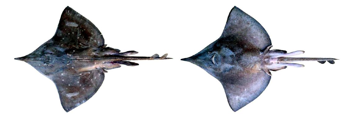 Dipturus oxyrhinchus_06.jpg